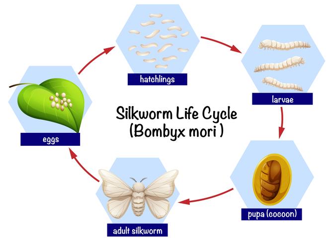 Science silkworm life cycle vector