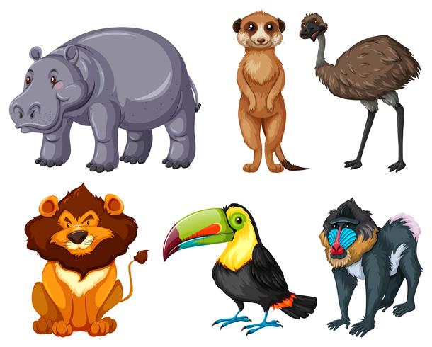 Different kinds of wild animals set vector