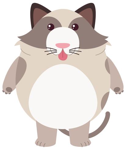 Gato gordo sobre fondo blanco vector