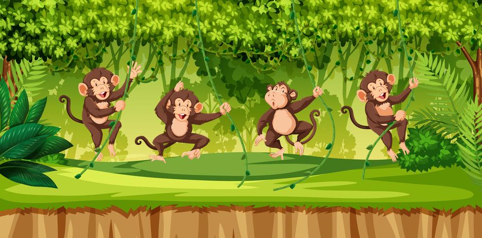 Monkey in wild forest vector