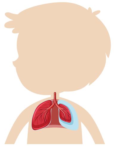 Una anatomía del pulmón humano vector