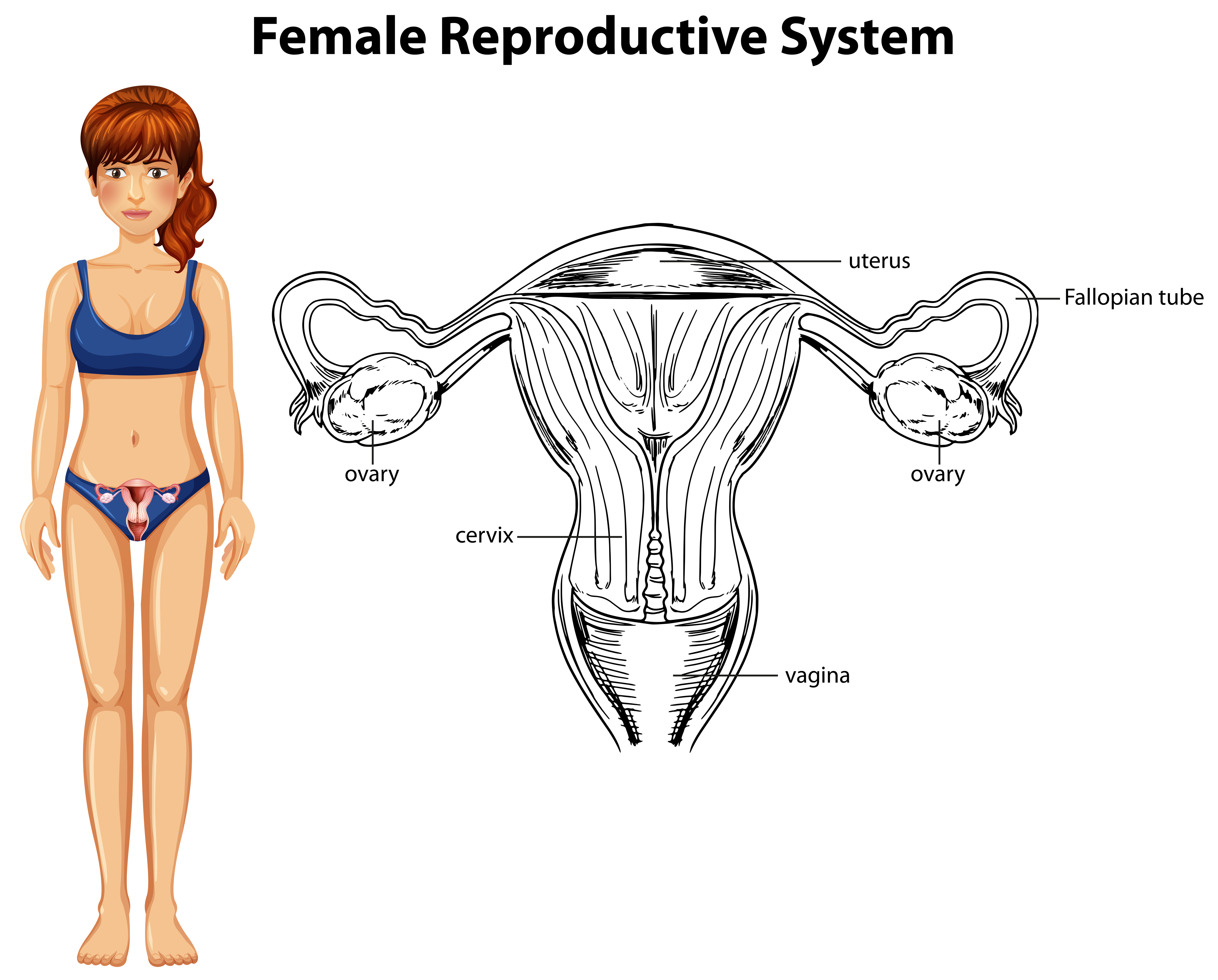 Human Anatomy of Female Reproductive System 303052 Vector Art at Vecteezy