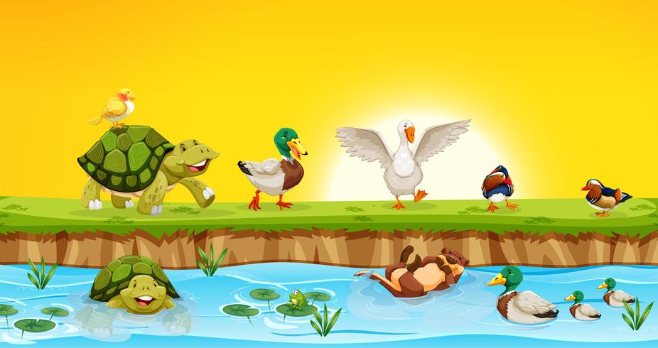 Different animals in pond scene vector