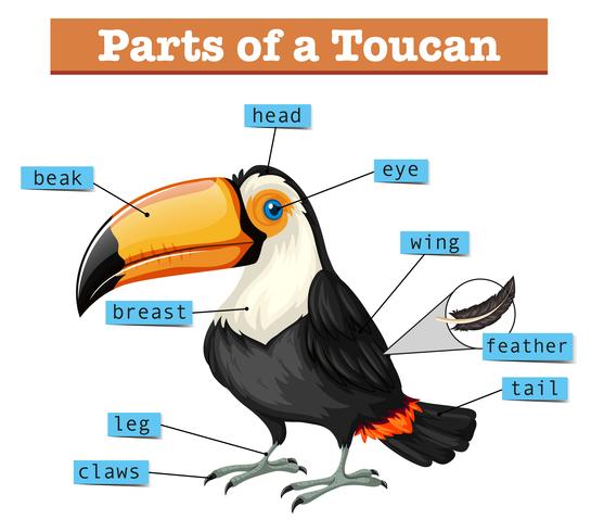 Diagrama que muestra partes de tucán vector