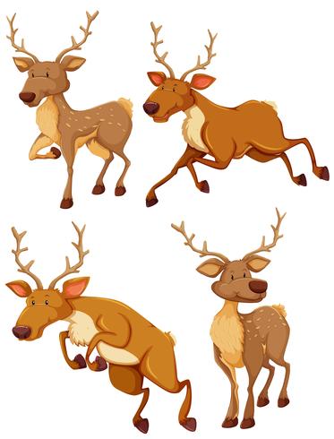 Cute deer in four different posts vector