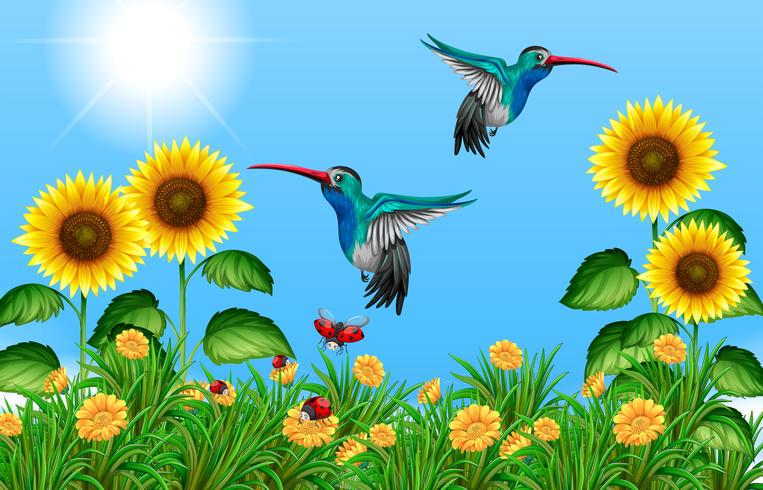 Two hummingbirds flying in sunflower field vector