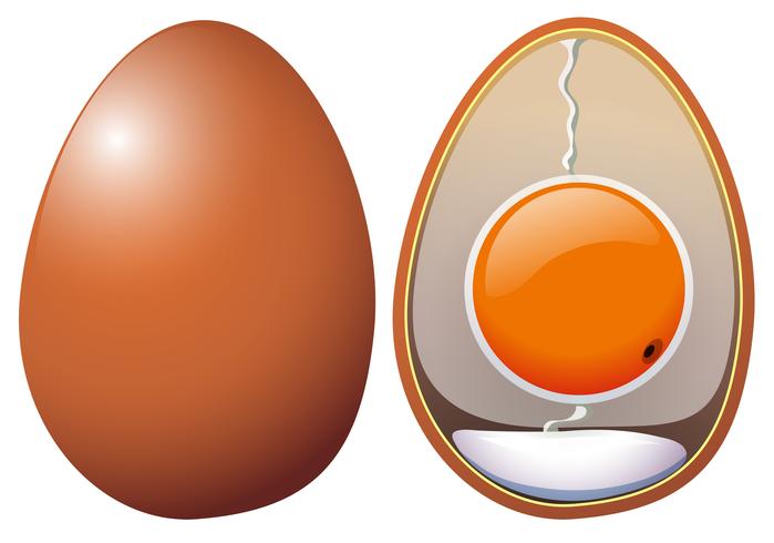 Una anatomía de huevos de pollo vector