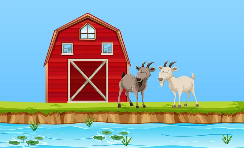 Two goats in farm scene vector