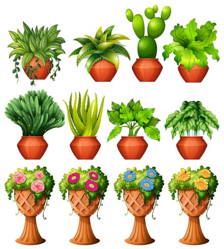 Set of plants in pots vector