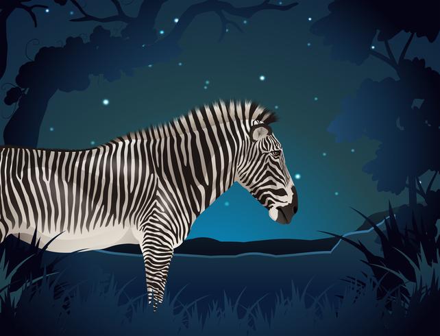 Zebra in the forest at night vector
