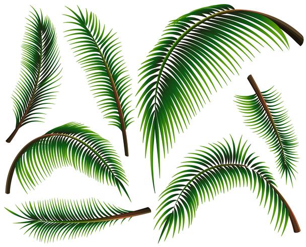 Diferentes tamaños de hojas de palmera. vector