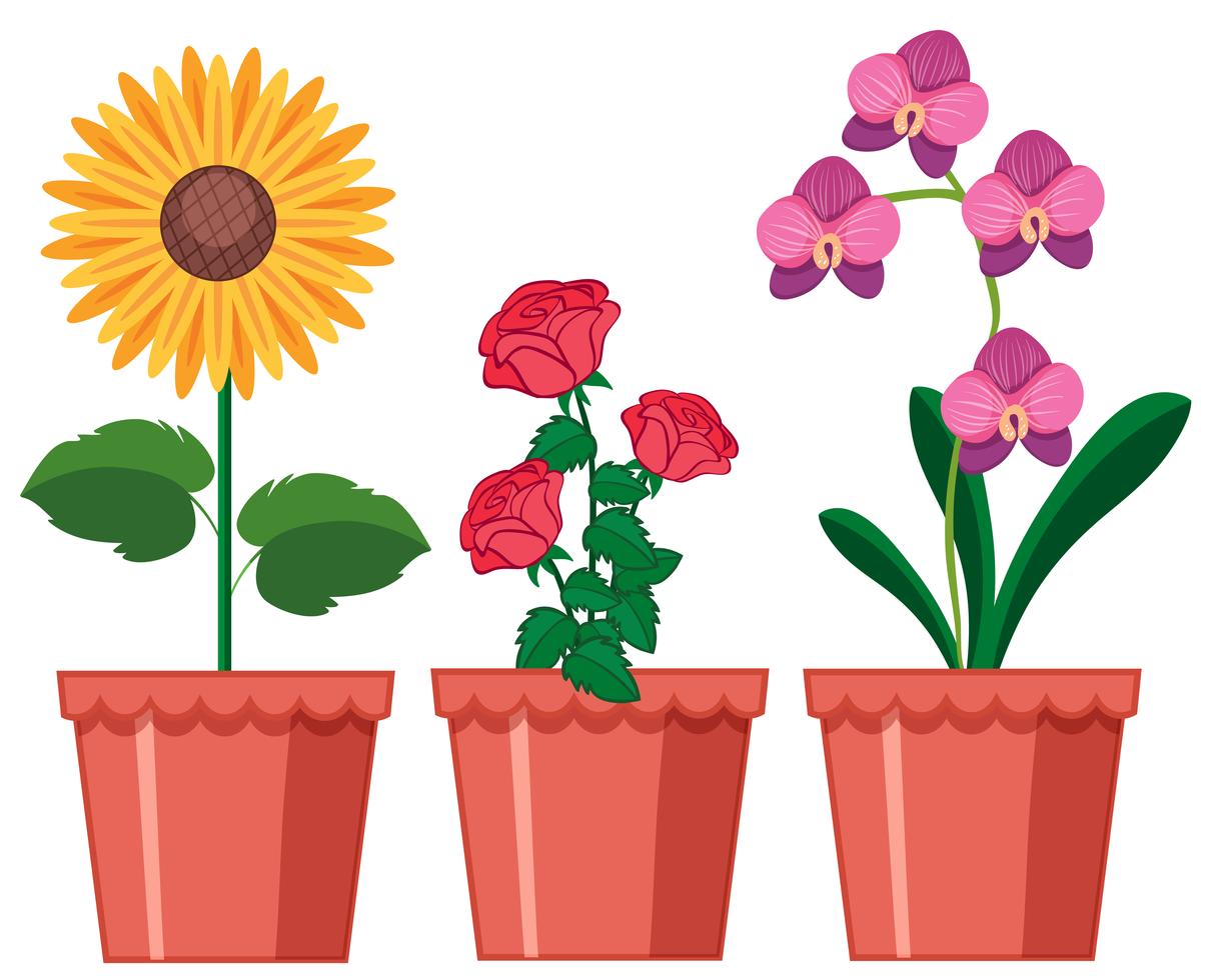 A Set of Flower in Pot 303262 Vector Art at Vecteezy