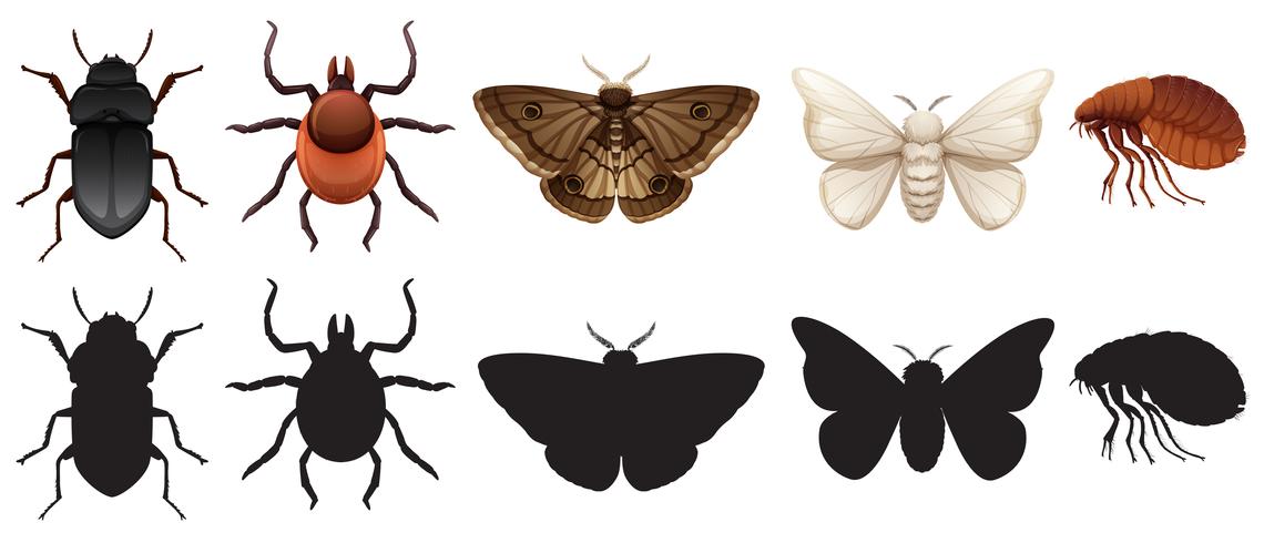 Conjunto de insectos y siluetas. vector