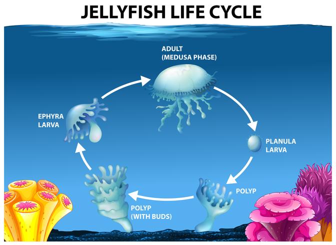 Diagrama del ciclo de vida de las medusas vector