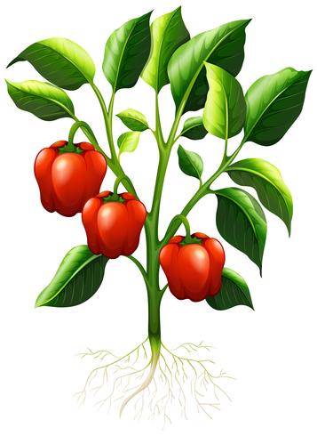 Red capsicum on the branch vector