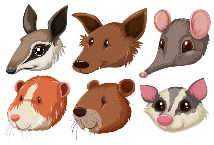 Different animal heads on white background vector