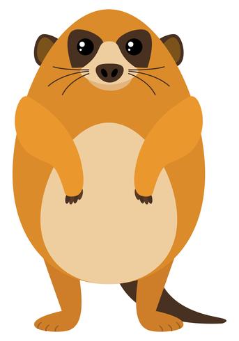 Meerkat on white background vector