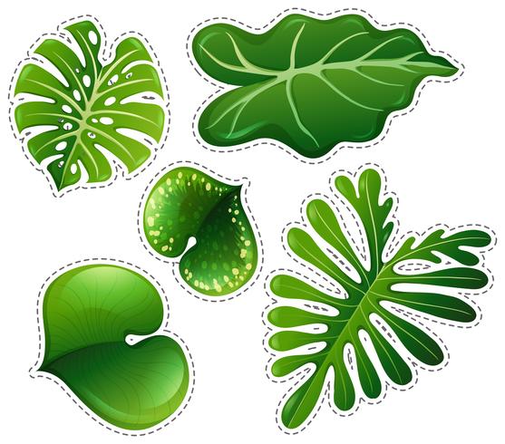 Sticker set of green leaves vector