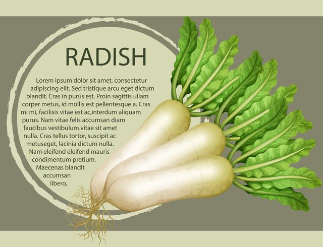 Fresh radish with text design vector