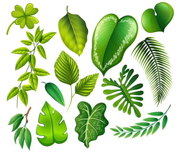 Un conjunto de hoja verde. vector