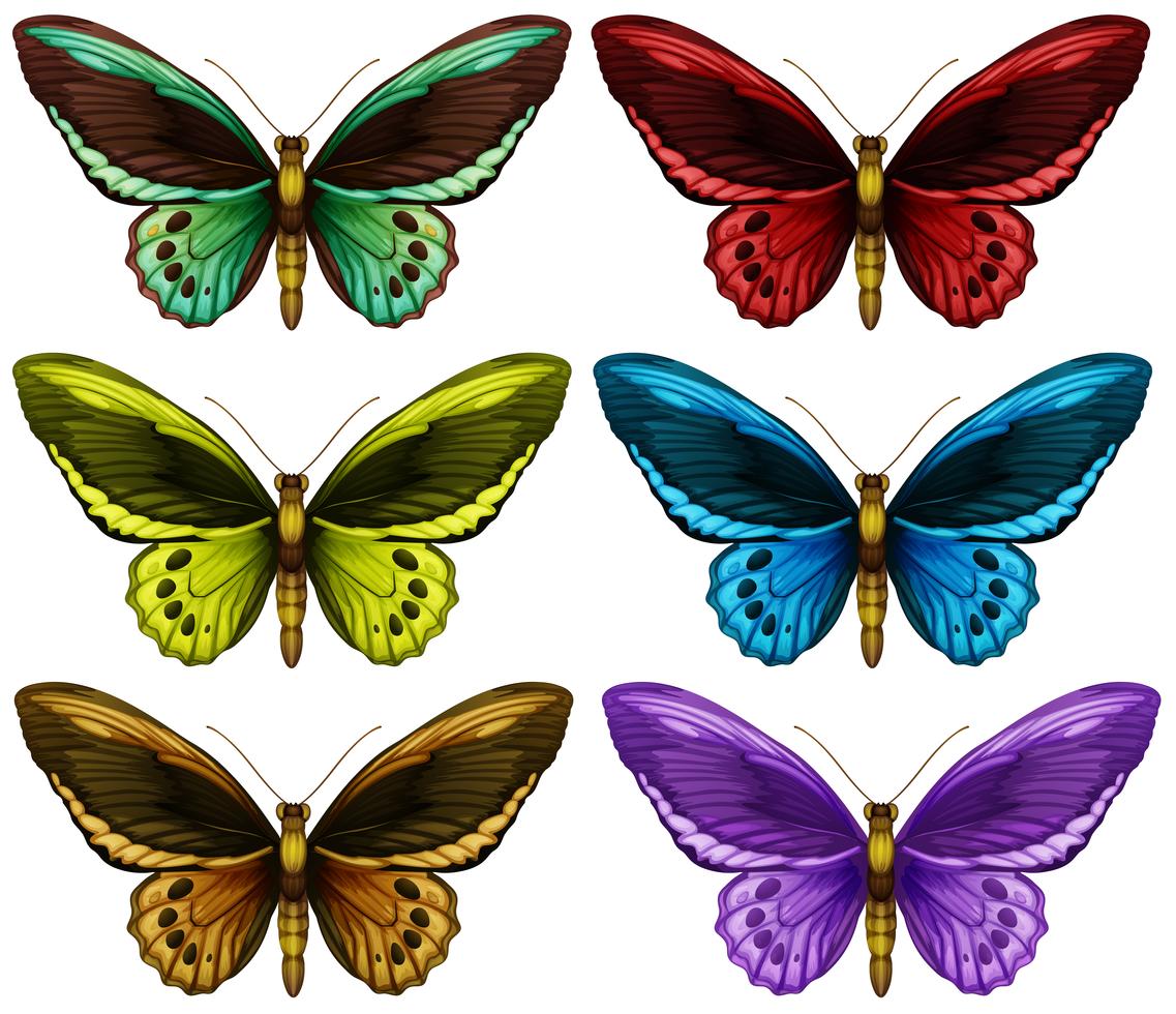 Monarch butterflies in six different color wings 303395 Vector Art at