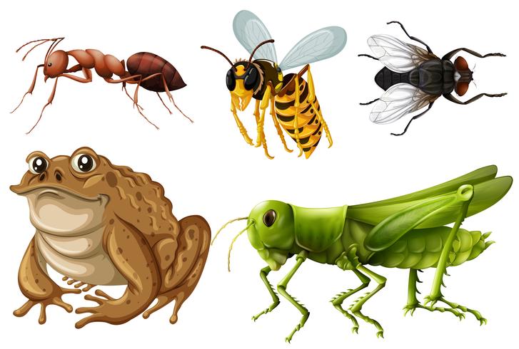 Conjunto de diferentes tipos de insectos vector