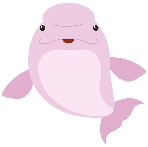 Pink beluga whale on white background vector