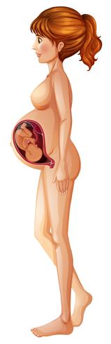 Pregnancy woman with big baby inside vector