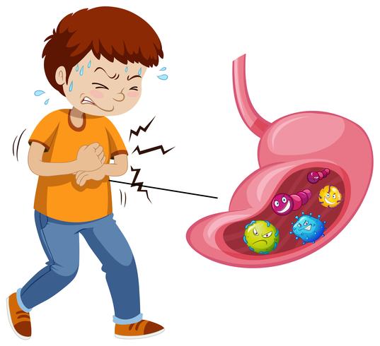 Man with bacteria in stomach vector