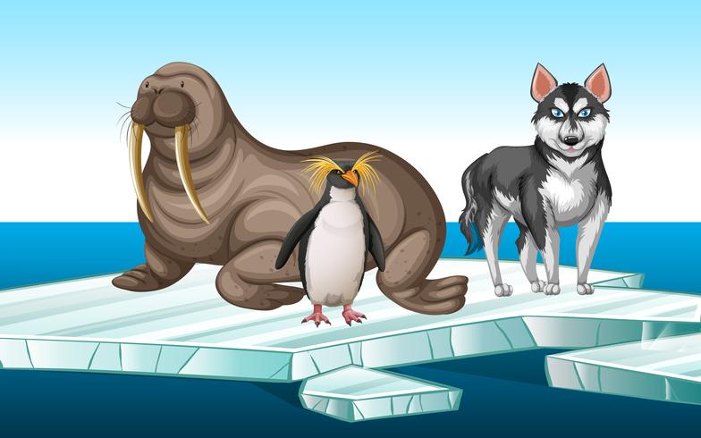 Walrus and penquin on iceberg vector