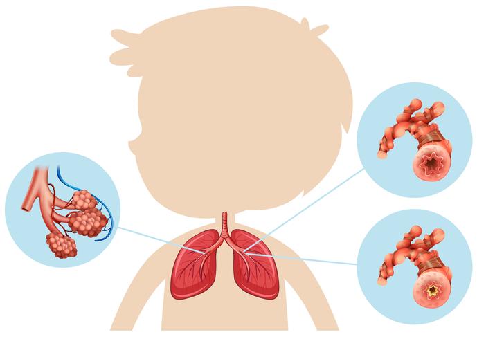 Anatomía de un niño pulmón vector