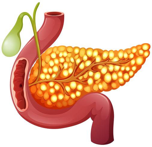 Un páncreas humano sano vector