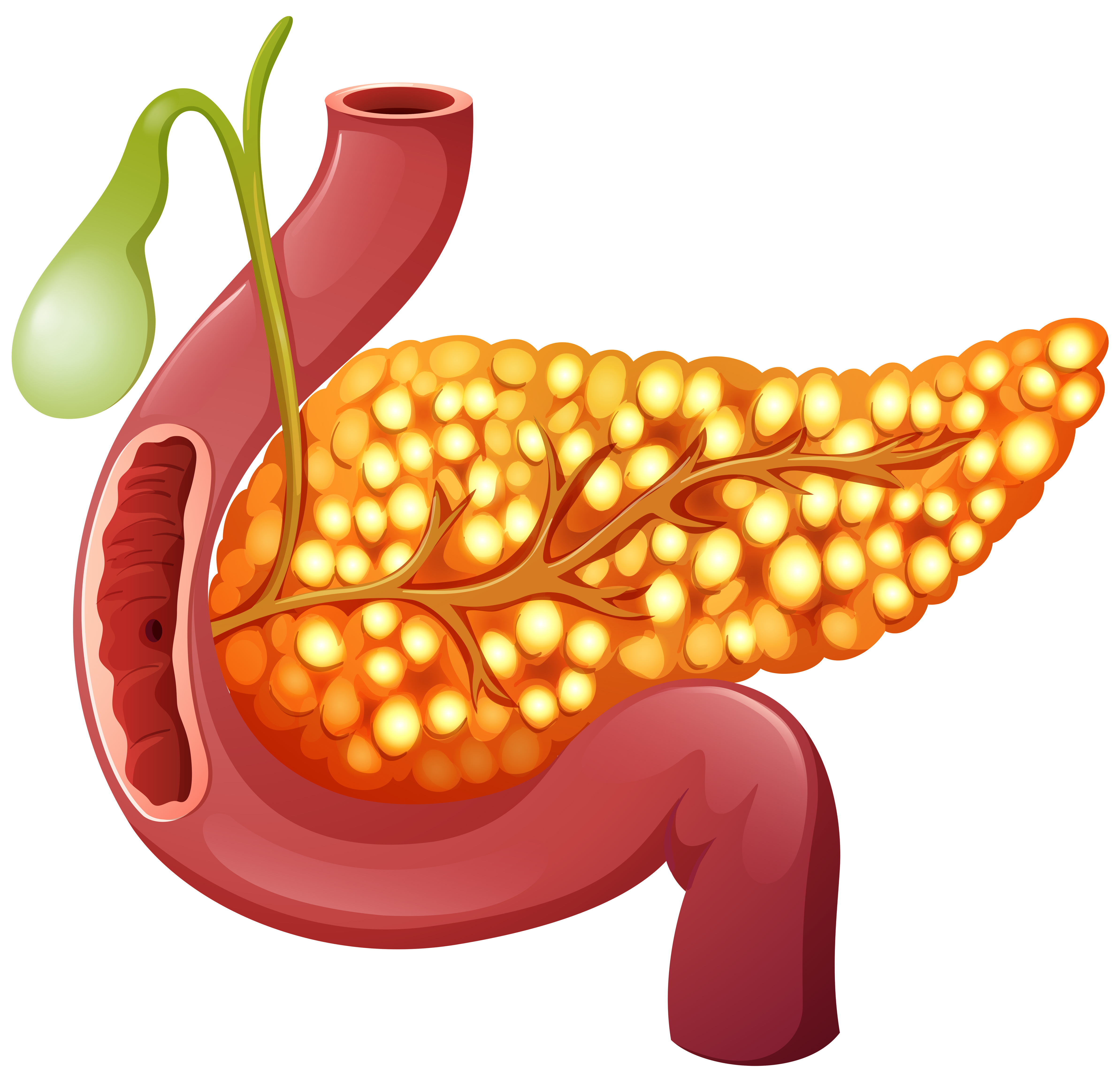 Celulas Del Pancreas