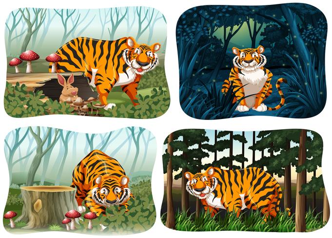 Cuatro escenas de tigre viviendo en el bosque. vector