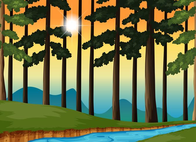 Forest scene at sunset  vector