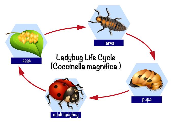 Un ciclo de vida de mariquita. vector