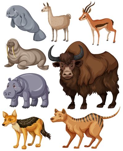 Diferentes tipos de animales salvajes. vector