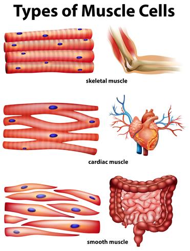 Diagram showing types of muscle cells vector