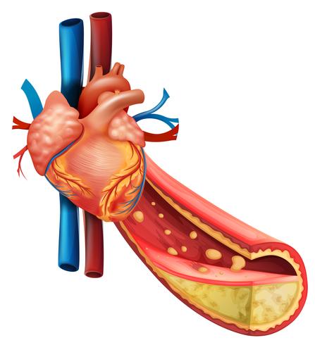 Diagram showing human heart and fat veins vector