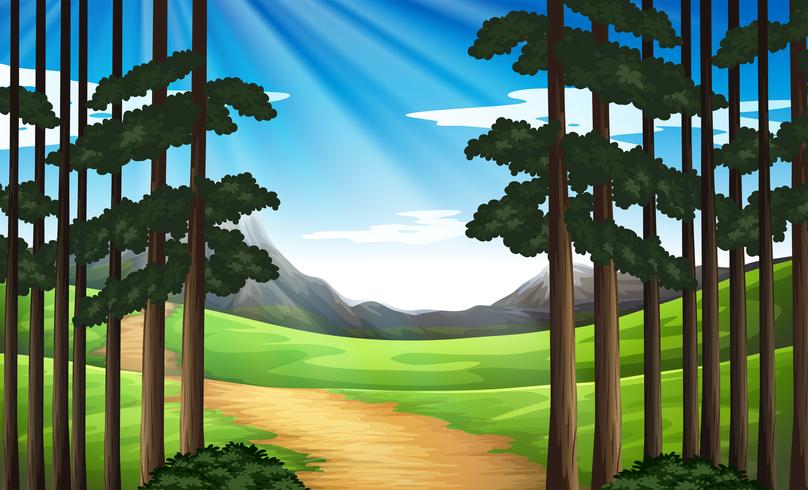 Background scene with hiking track in forest vector