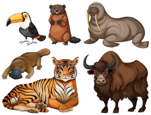 Different kinds of wild animals 303751 Vector Art at Vecteezy