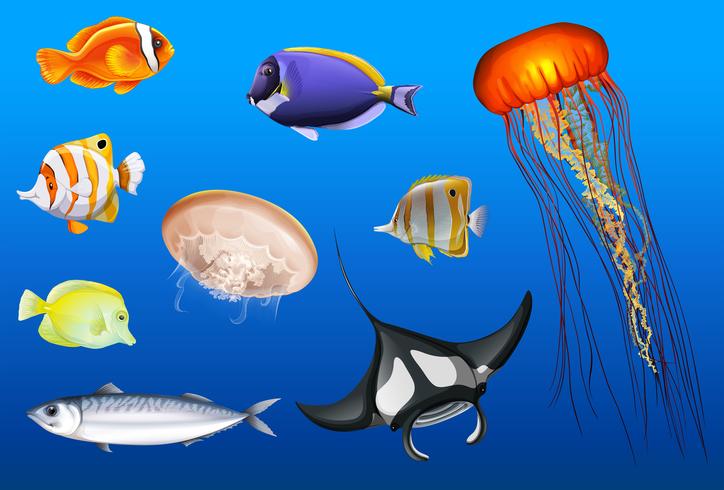 Different types of sea animals vector