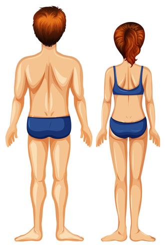 Parte posterior masculina y femenina vector