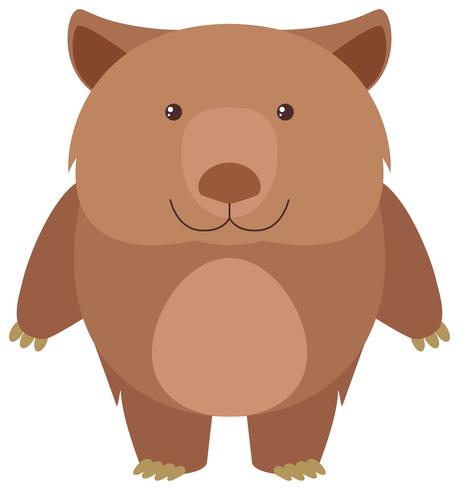 Koala bear on white background vector