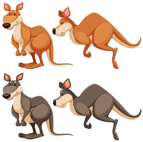 Kangaroo vector