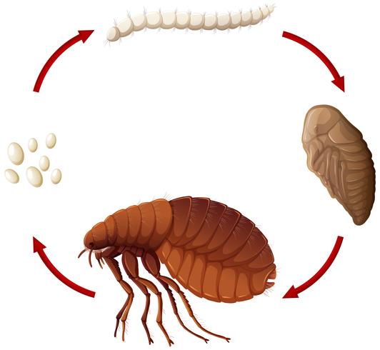 Ciclo de vida de una pulga. vector