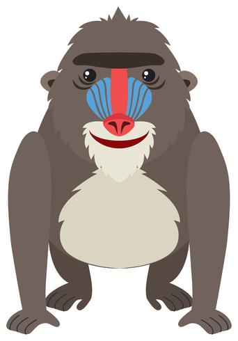 Mandrill baboon on white background vector