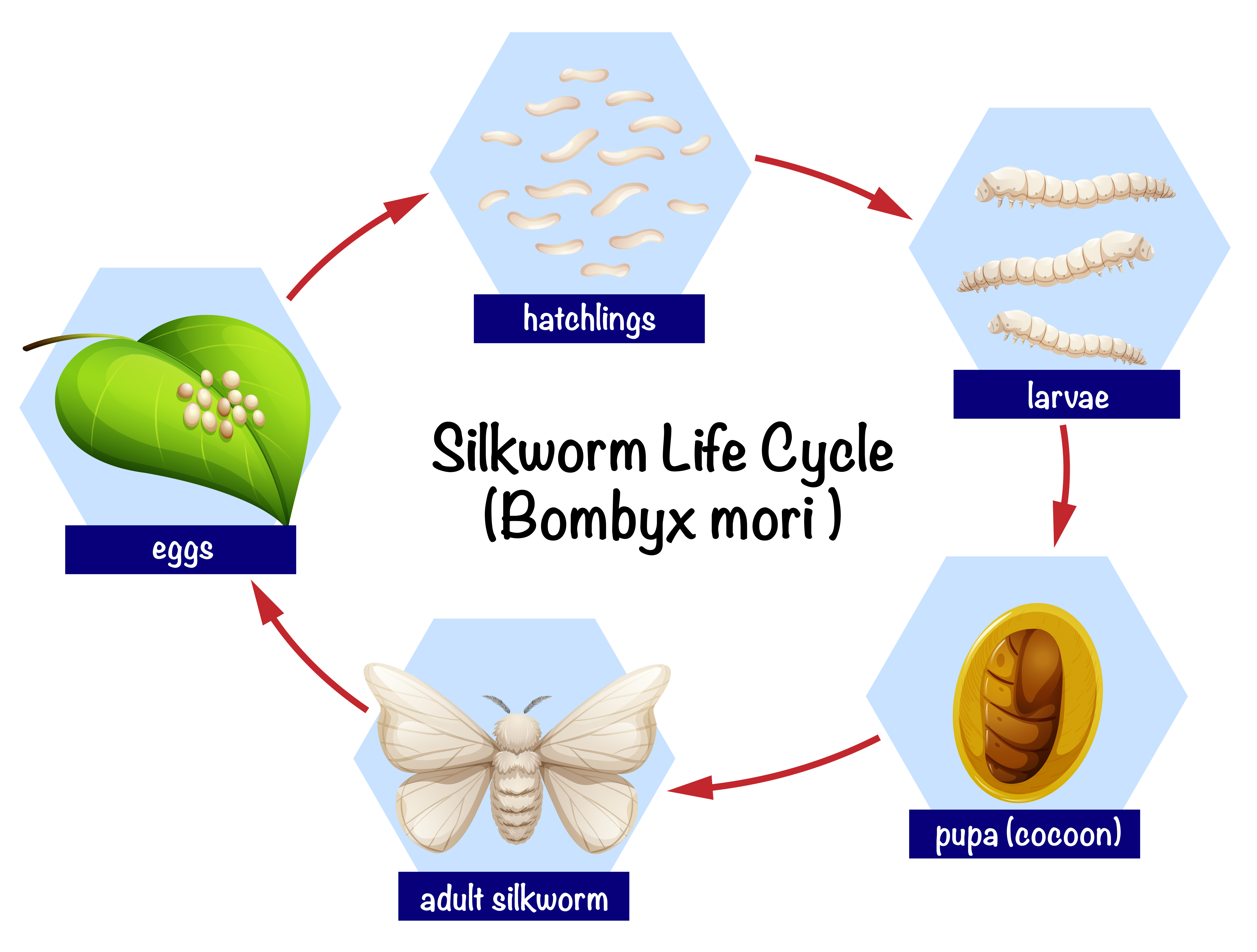 Stages Of Silk Worm Life Cycle