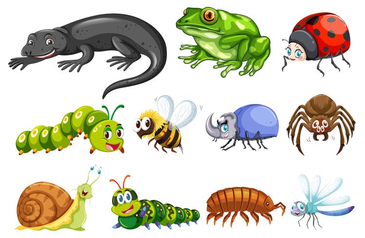 Different types of insects - Download Free Vector Art, Stock Graphics & Images