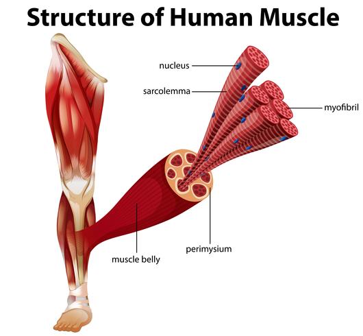 Una estructura del músculo humano vector